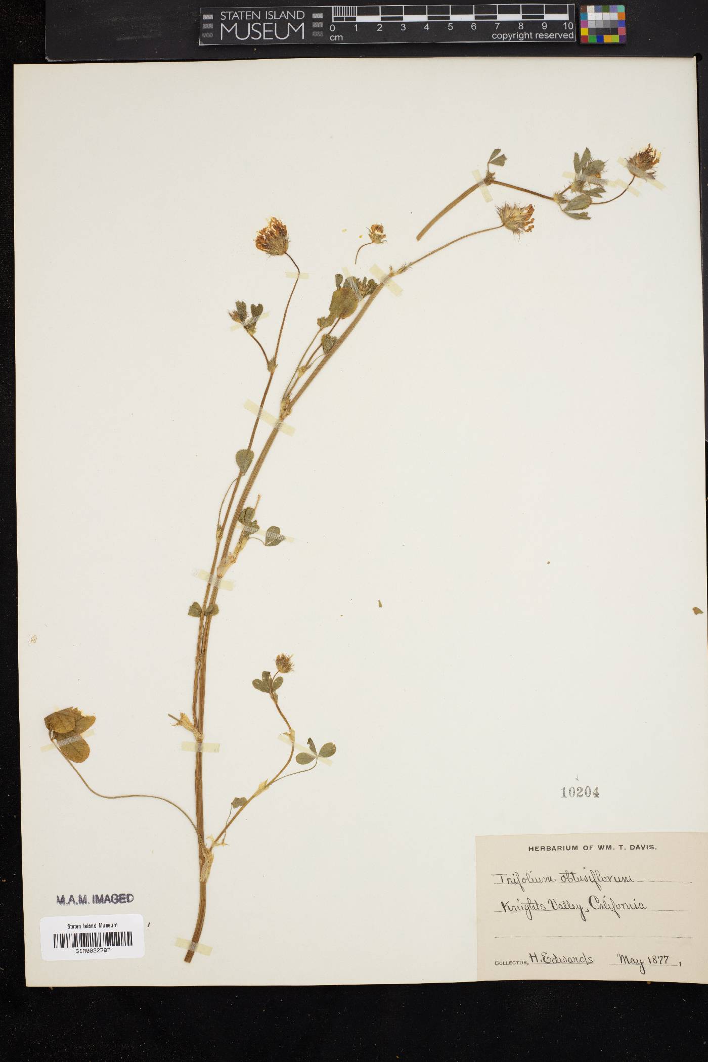 Trifolium obtusiflorum image