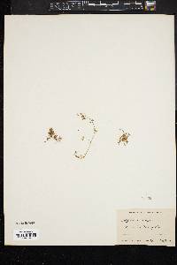 Trifolium pauciflorum image