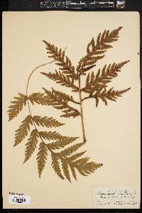 Woodwardia spinulosa image