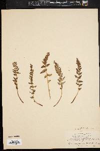 Woodsia scopulina image