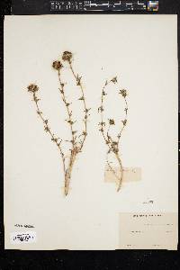 Image of Calycadenia cephalotes