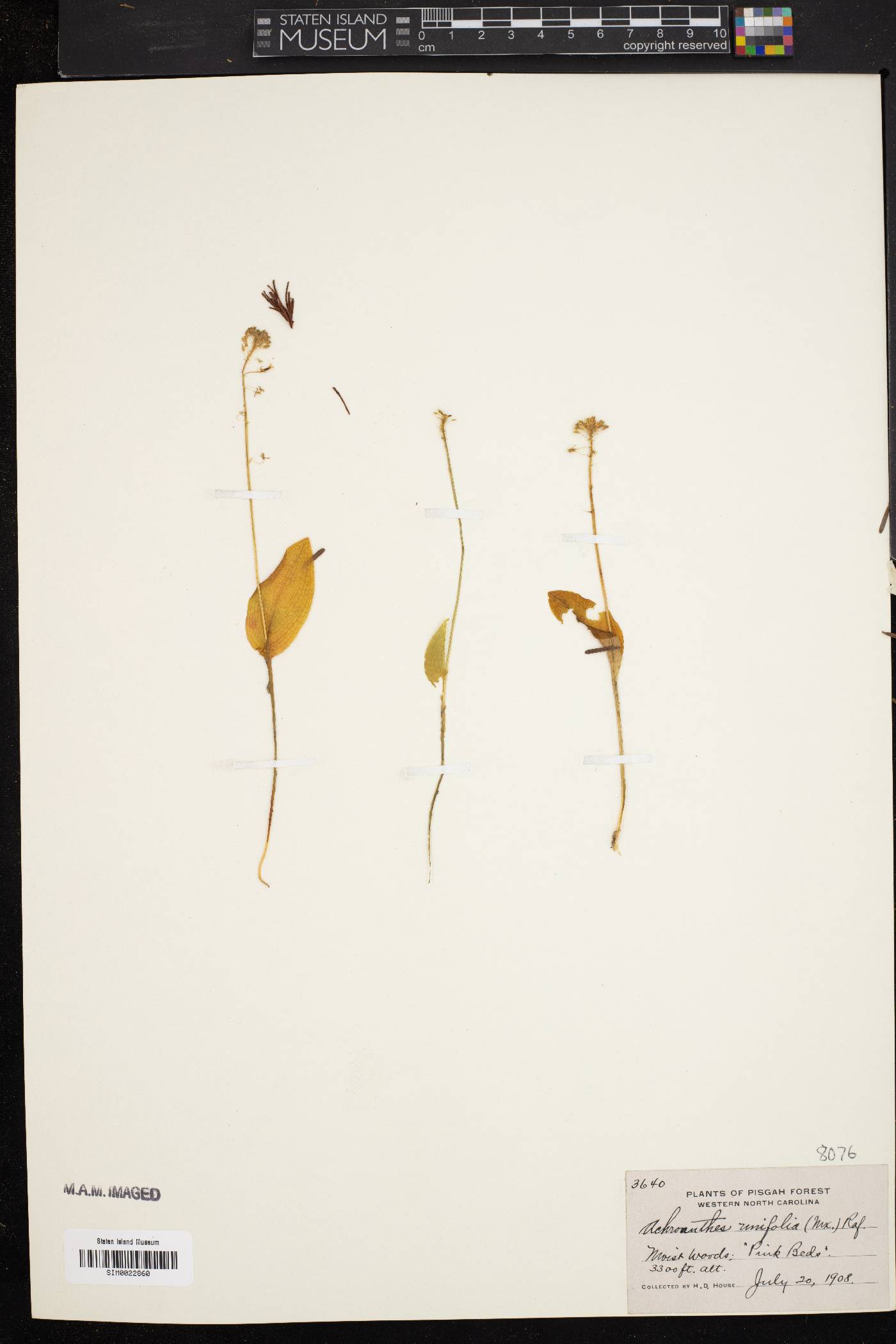 Achroanthes unifolia image