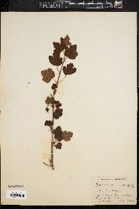 Image of Grossularia rotundifolia