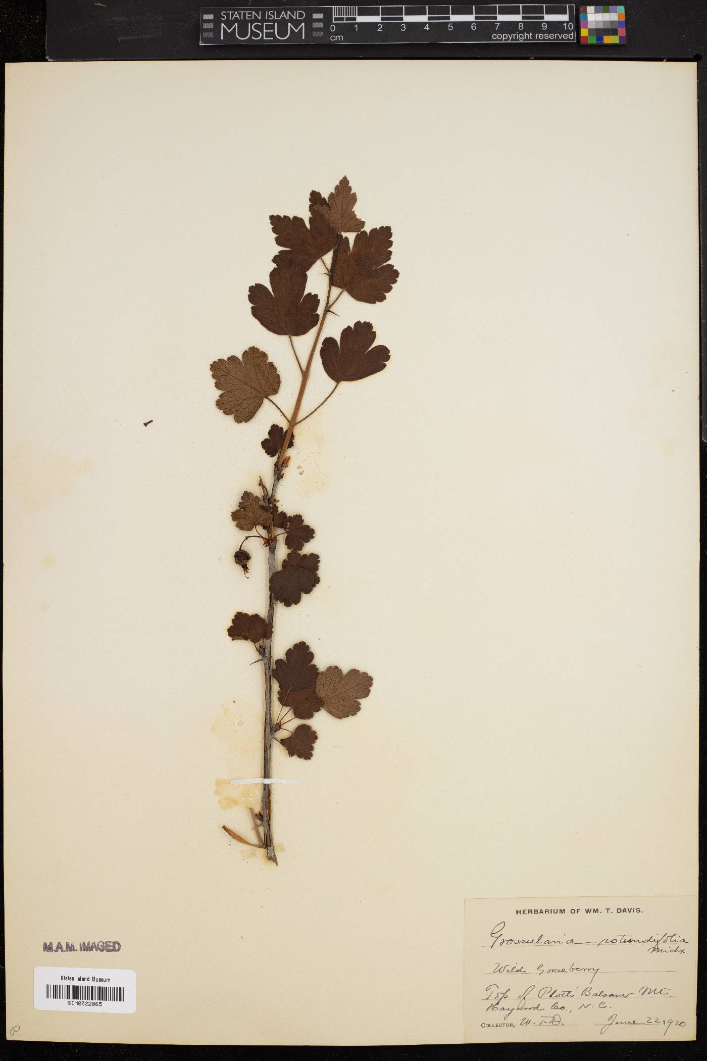 Grossularia rotundifolia image