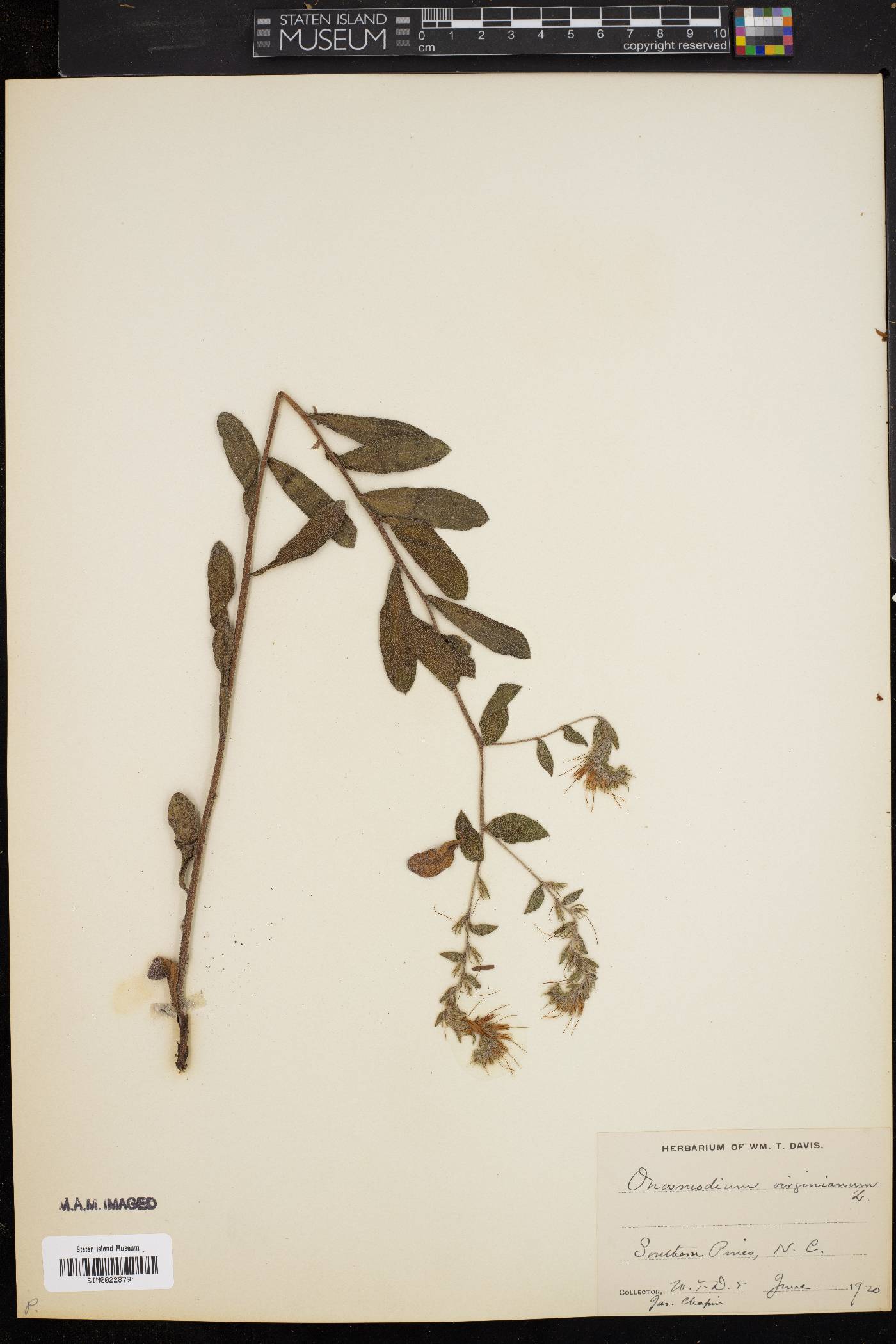 Onosmodium virginianum image