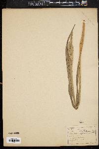 Paspalum lentiferum image
