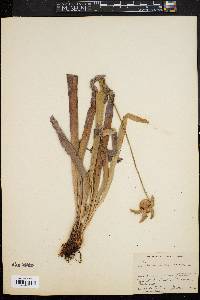Image of Sarracenia rubra