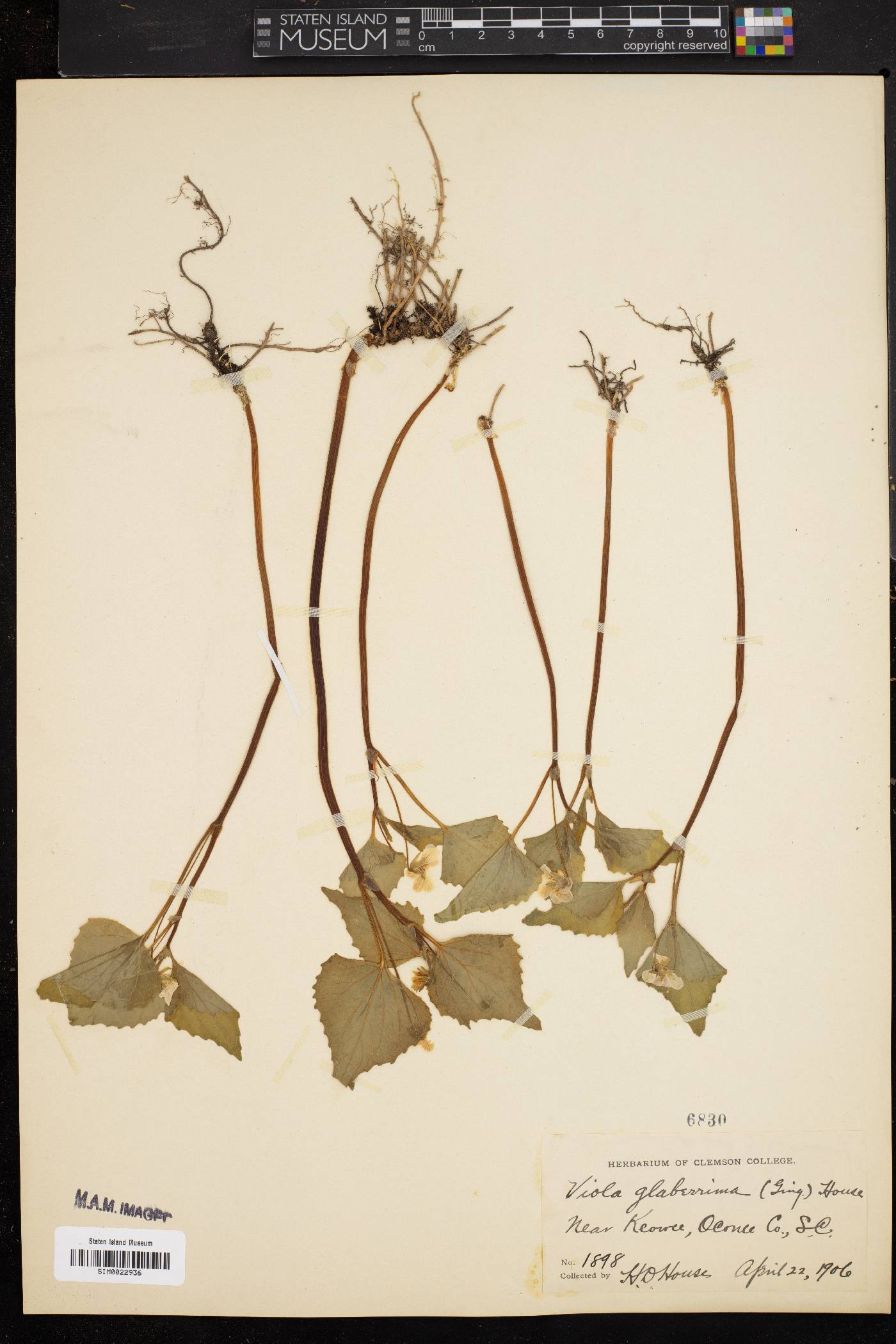 Viola glaberrima image