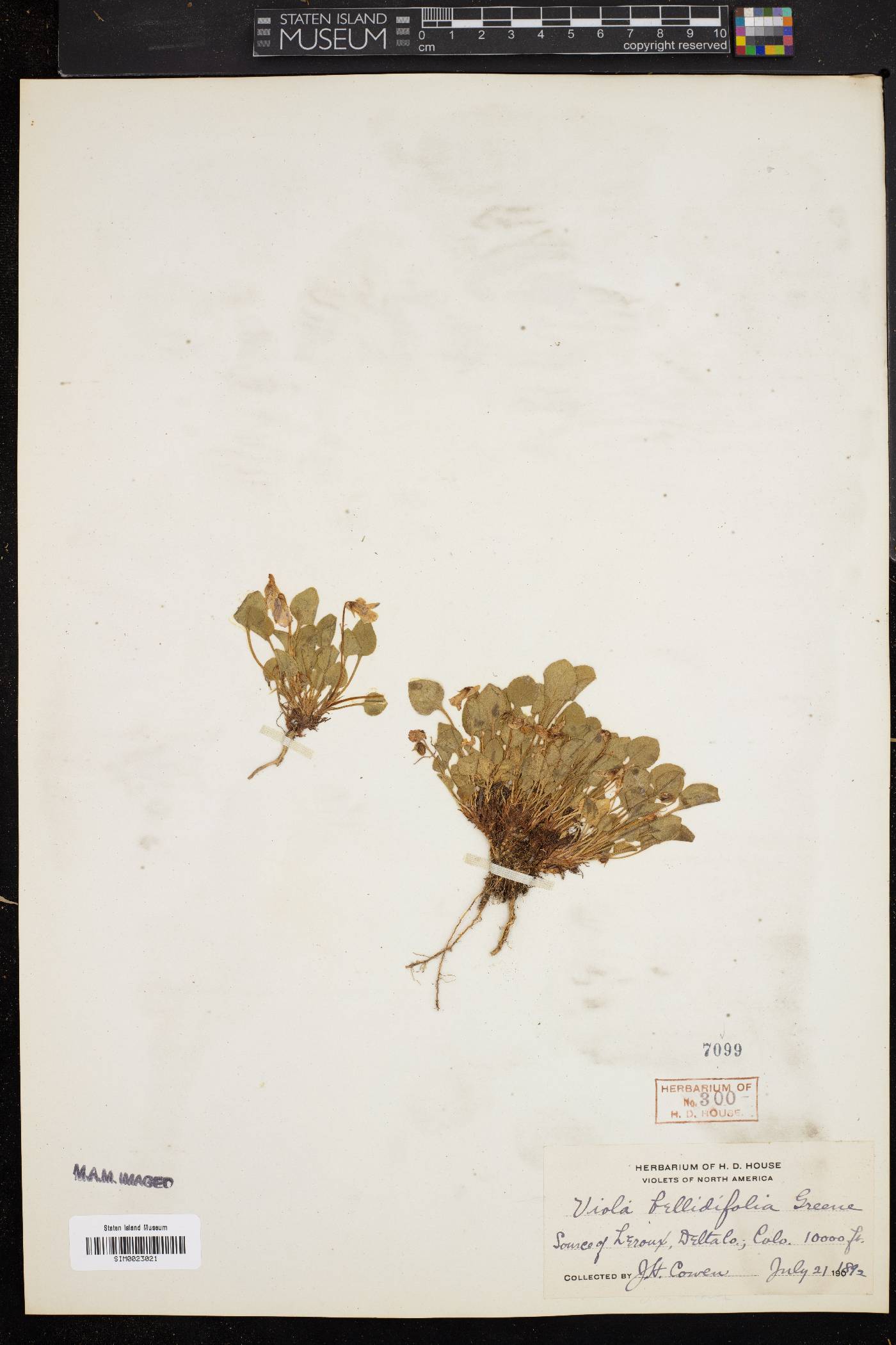 Viola bellidifolia image