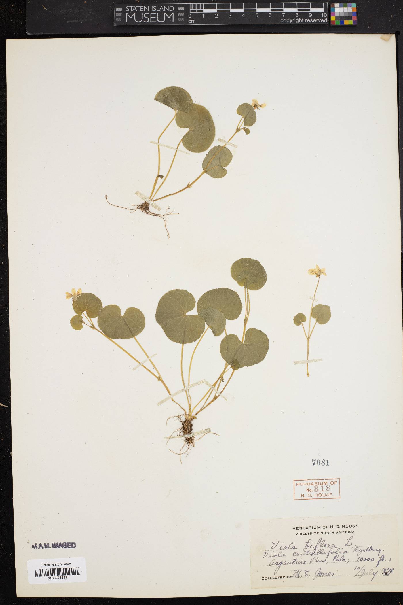 Viola biflora image