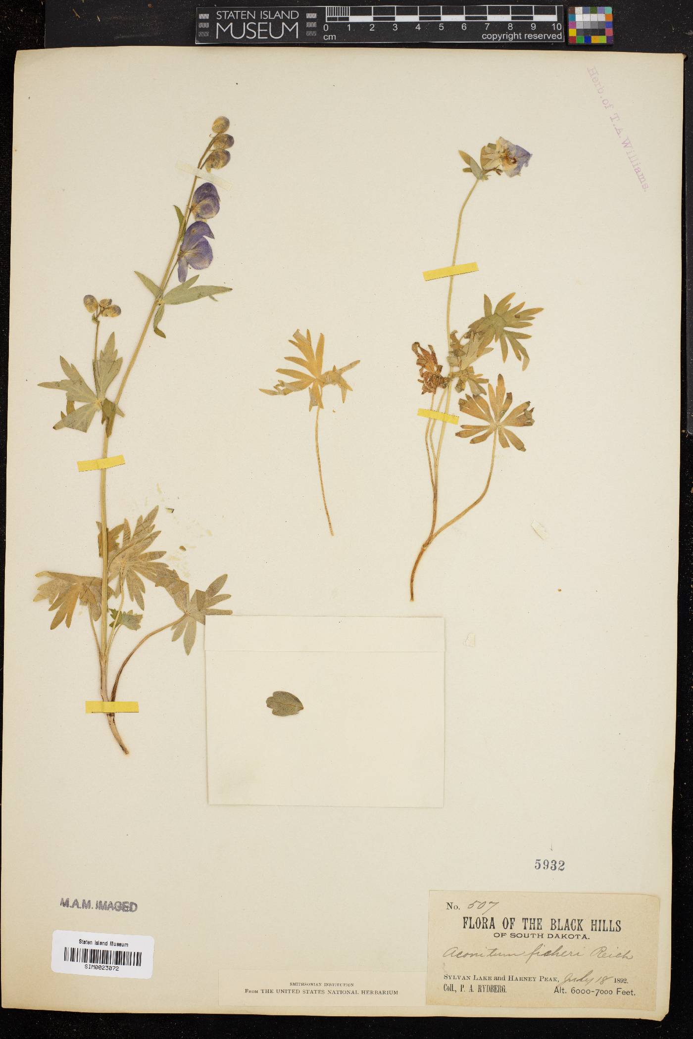 Aconitum fischeri image