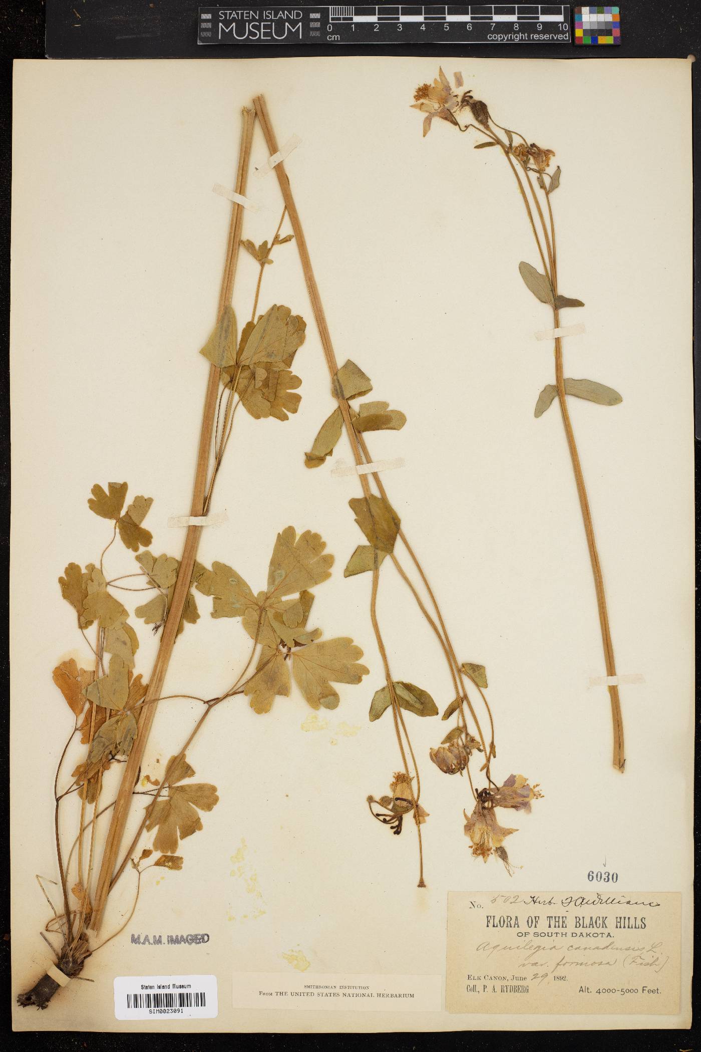 Aquilegia canadensis var. formosa image