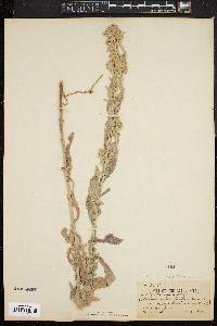 Image of Artemisia gnaphaloides