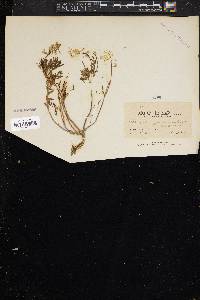 Astragalus glabriusculus image