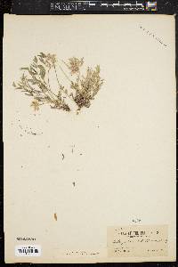 Image of Astragalus lotiflorus