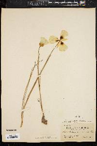 Calochortus gunnisonii image