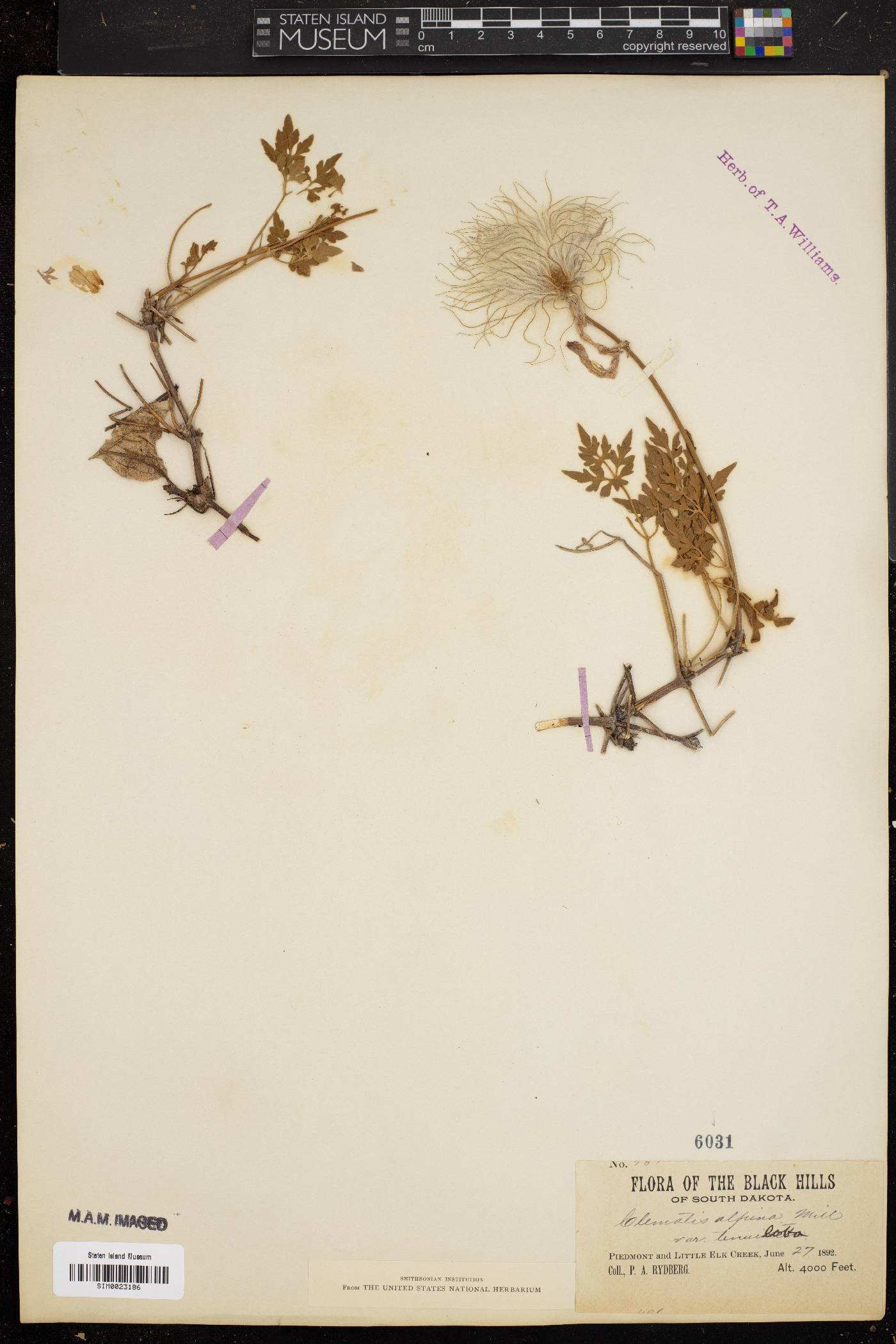Clematis alpina var. tenuiloba image