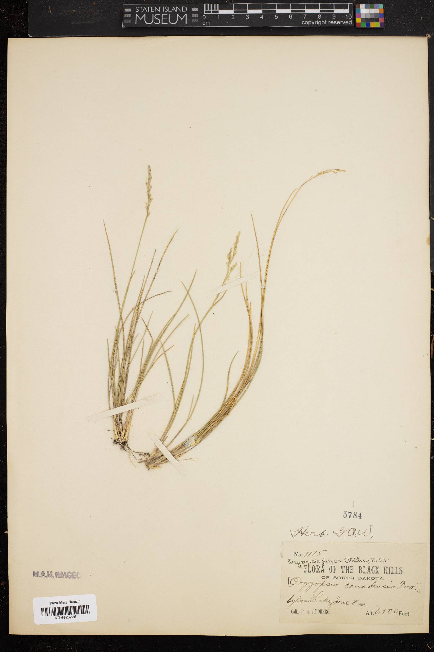 Oryzopsis juncea image