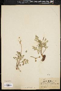 Image of Cogswellia foeniculacea