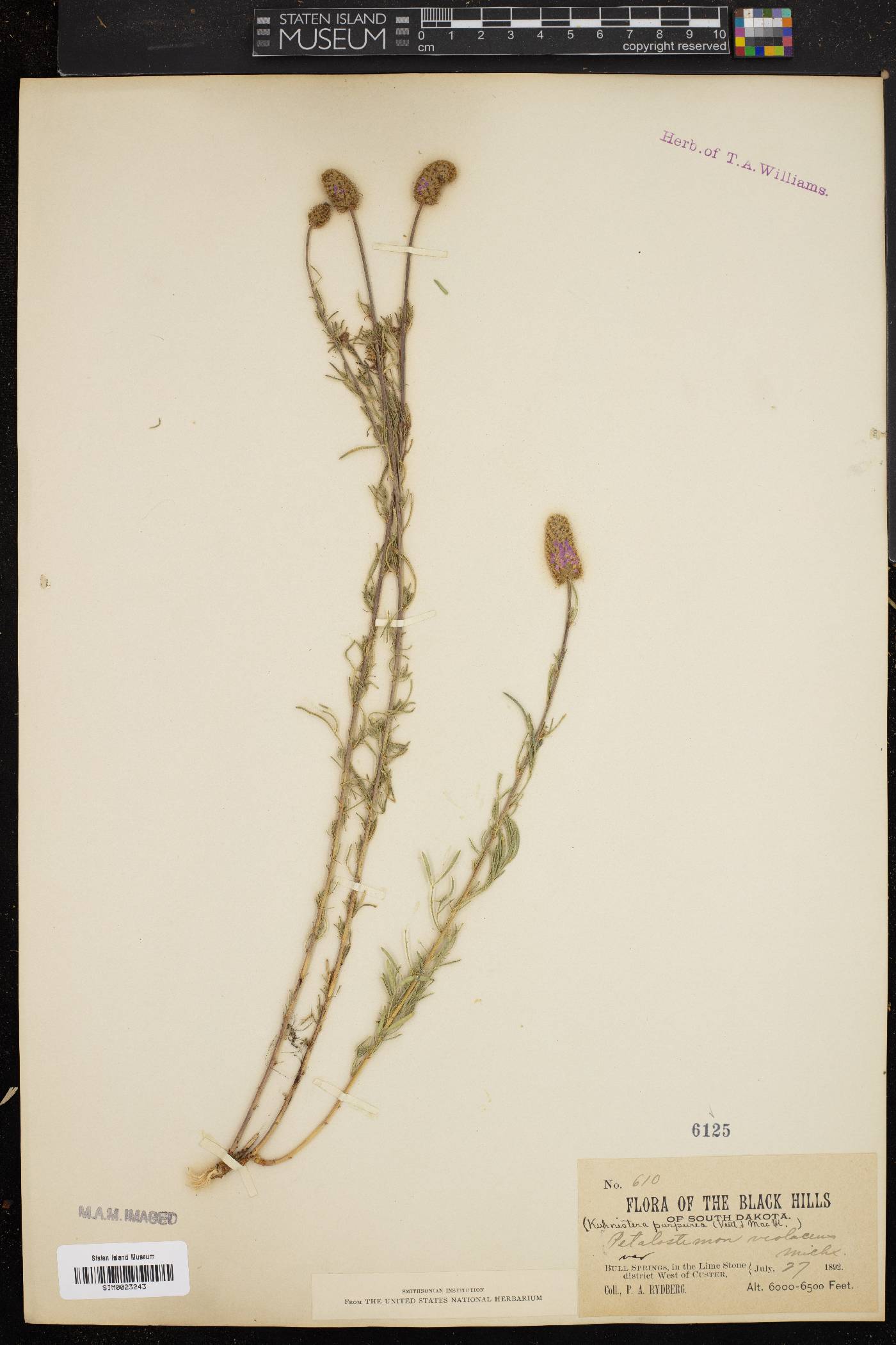 Kuhnistera purpurea image