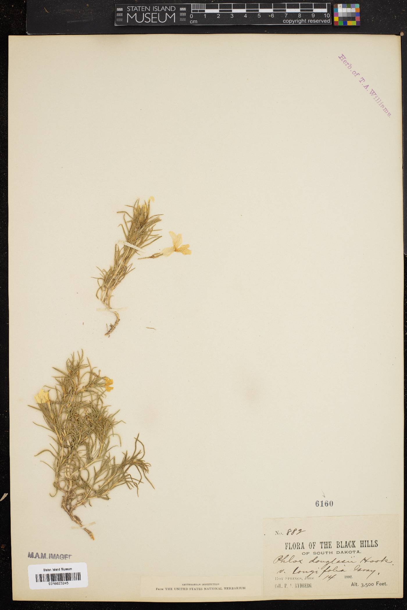 Phlox andicola image