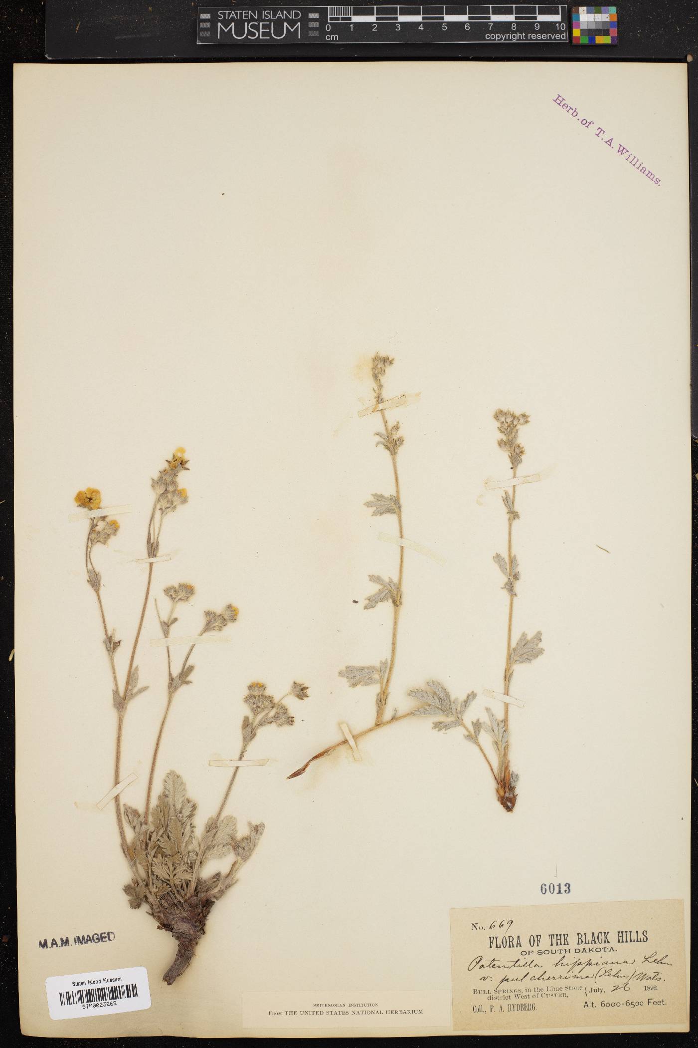 Potentilla hippiana var. pulcherrima image