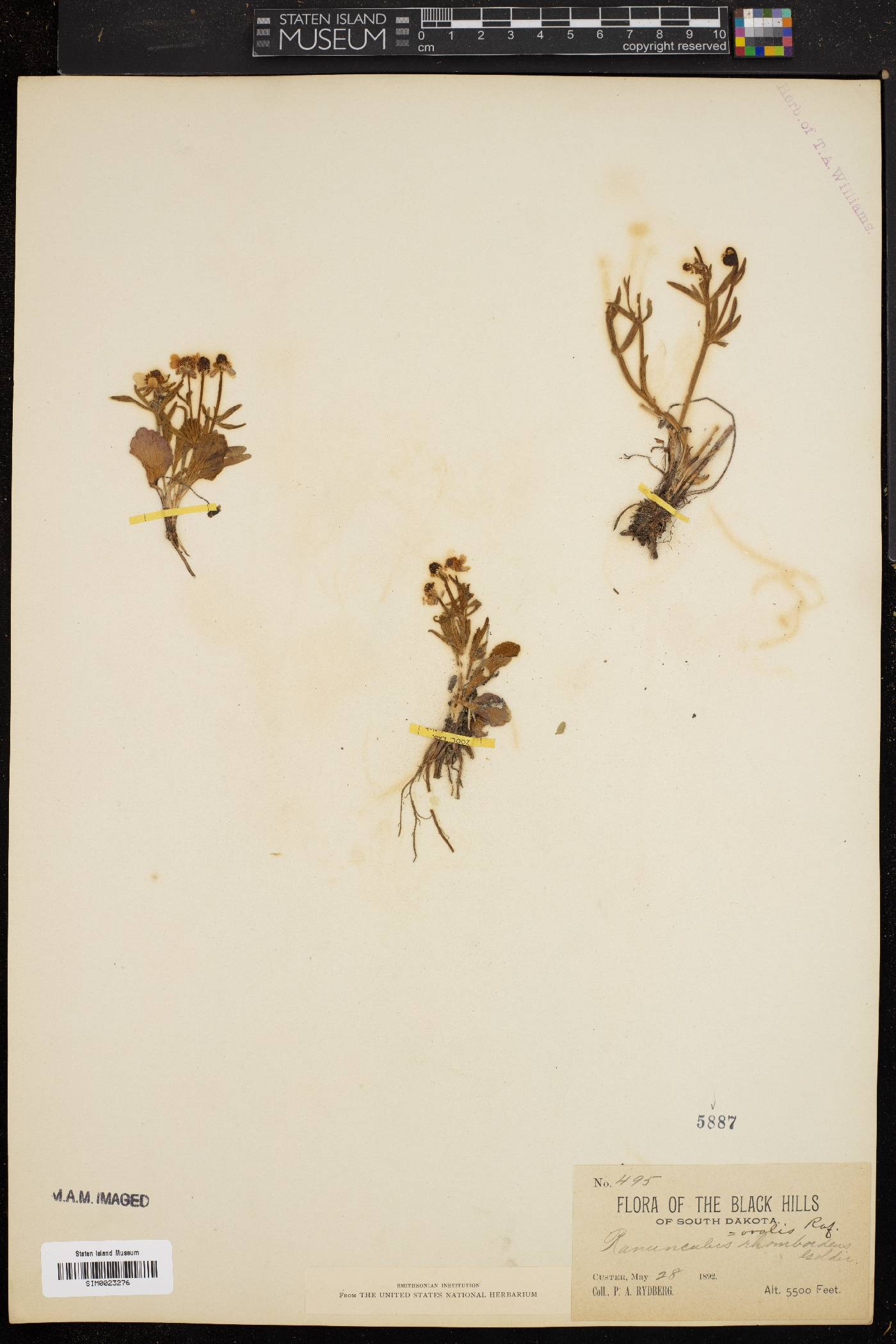 Ranunculus ovalis image