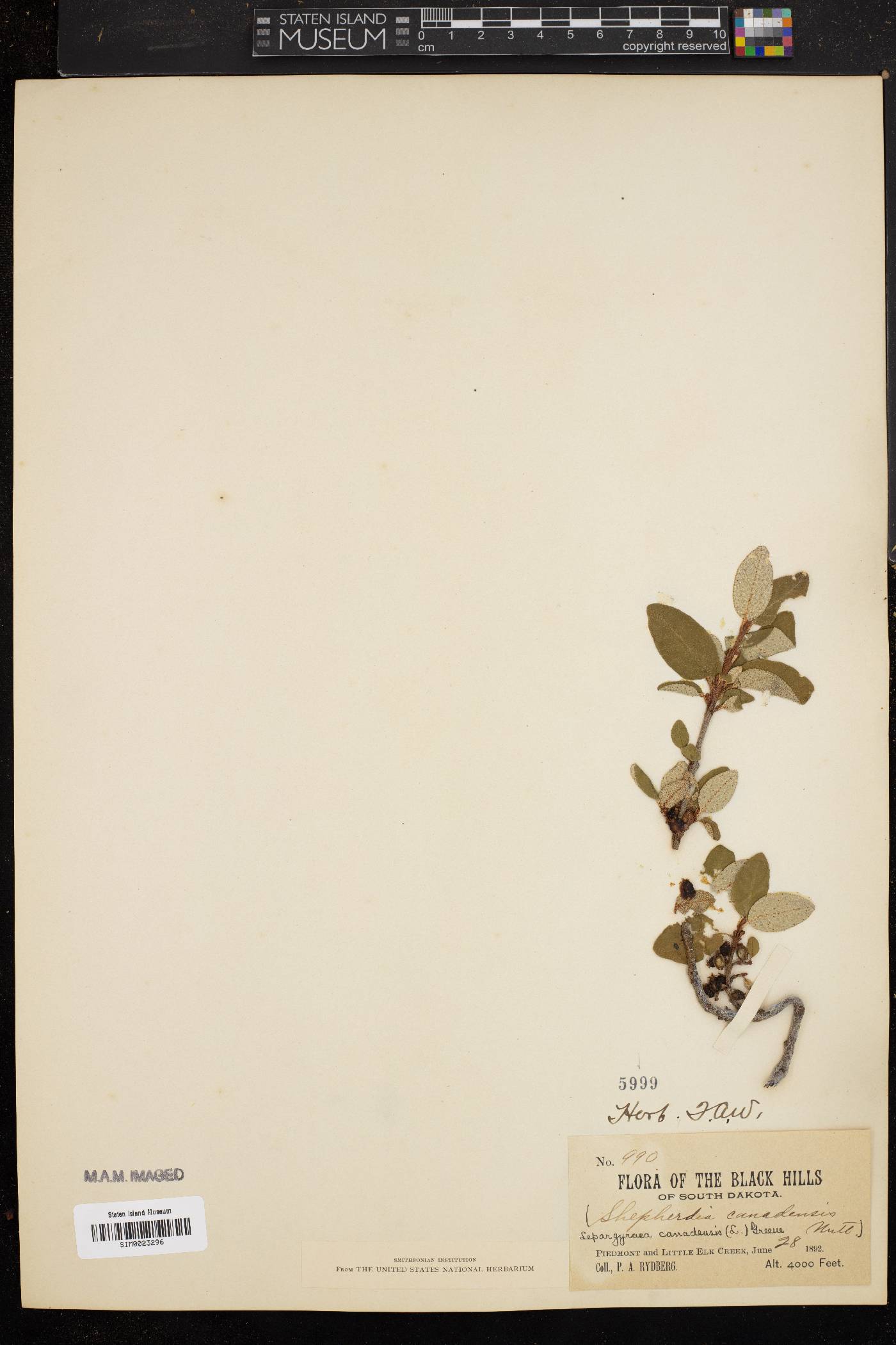 Lepargyraea canadensis image