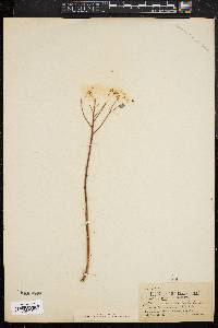 Image of Spiraea corymbosa