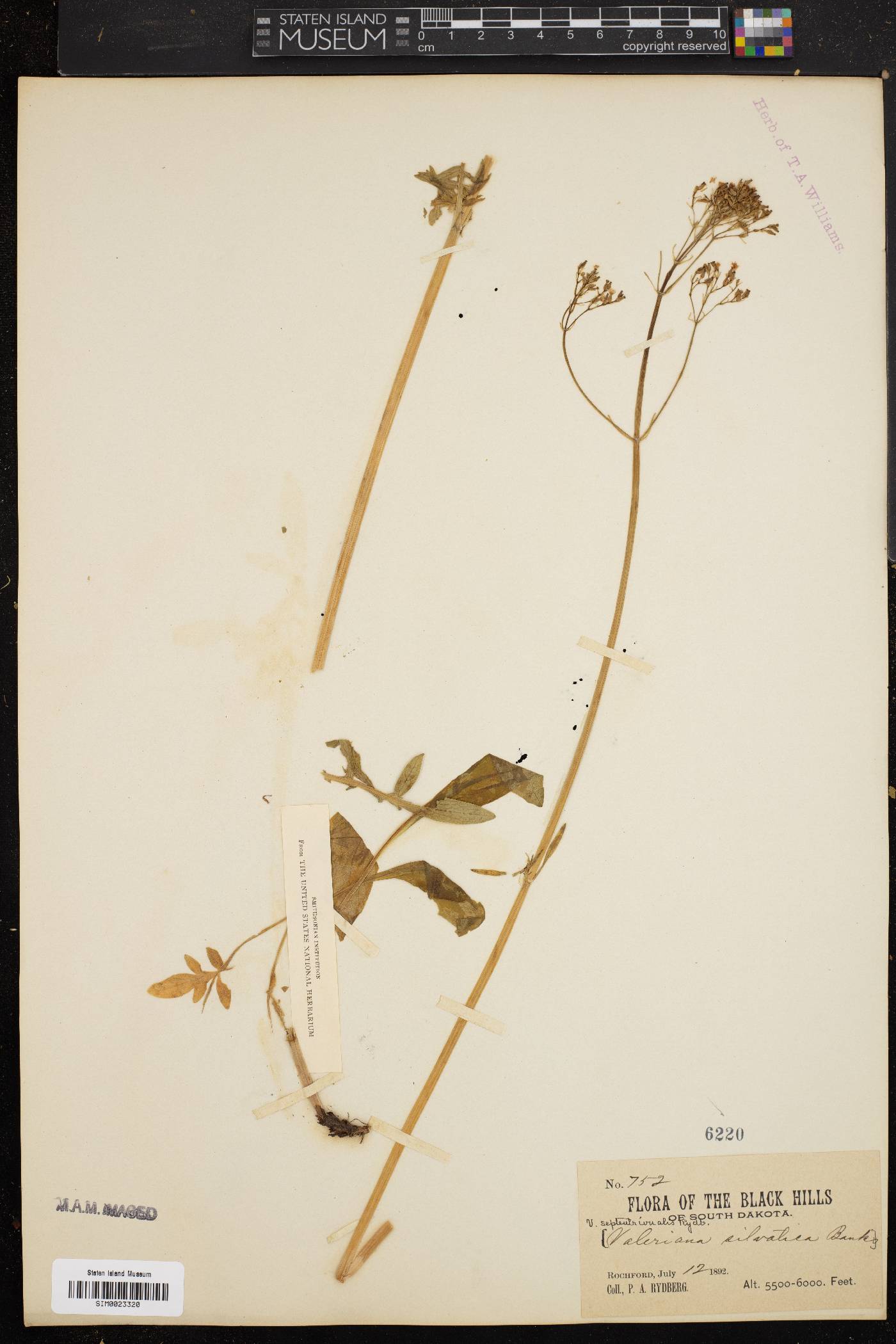 Valeriana septentrionalis image