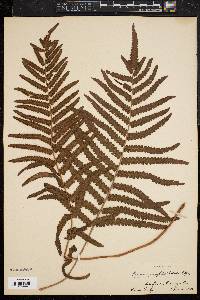 Dryopteris gongylodes image