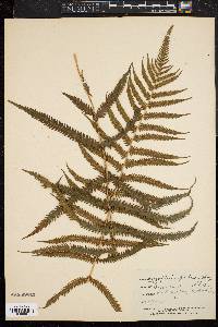 Dryopteris patens image