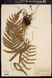 Dryopteris patens image