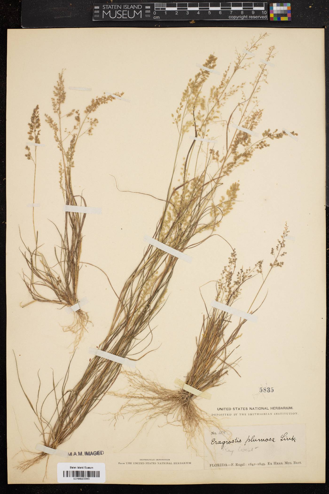 Eragrostis tenella image