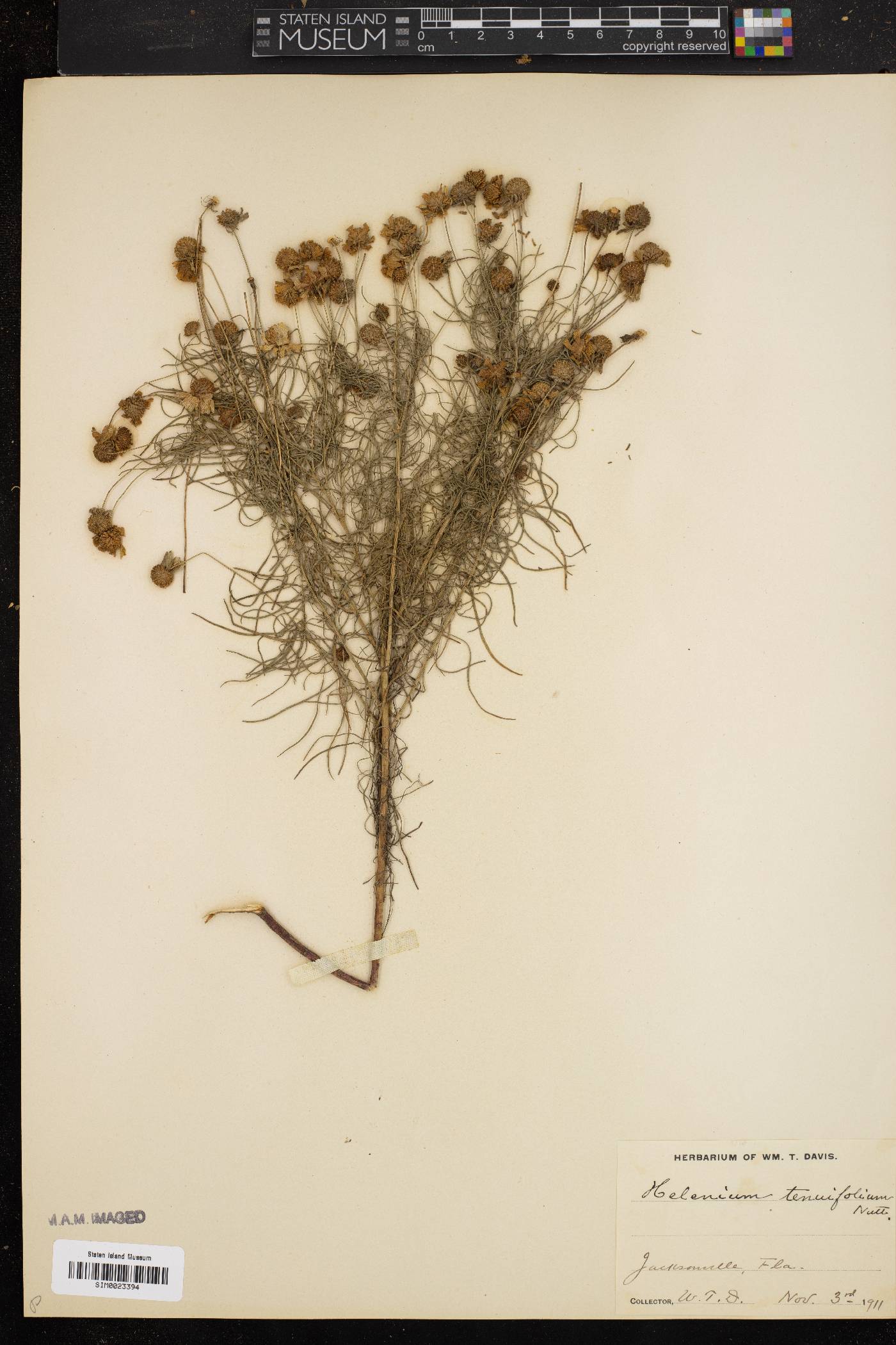 Helenium tenuifolium image