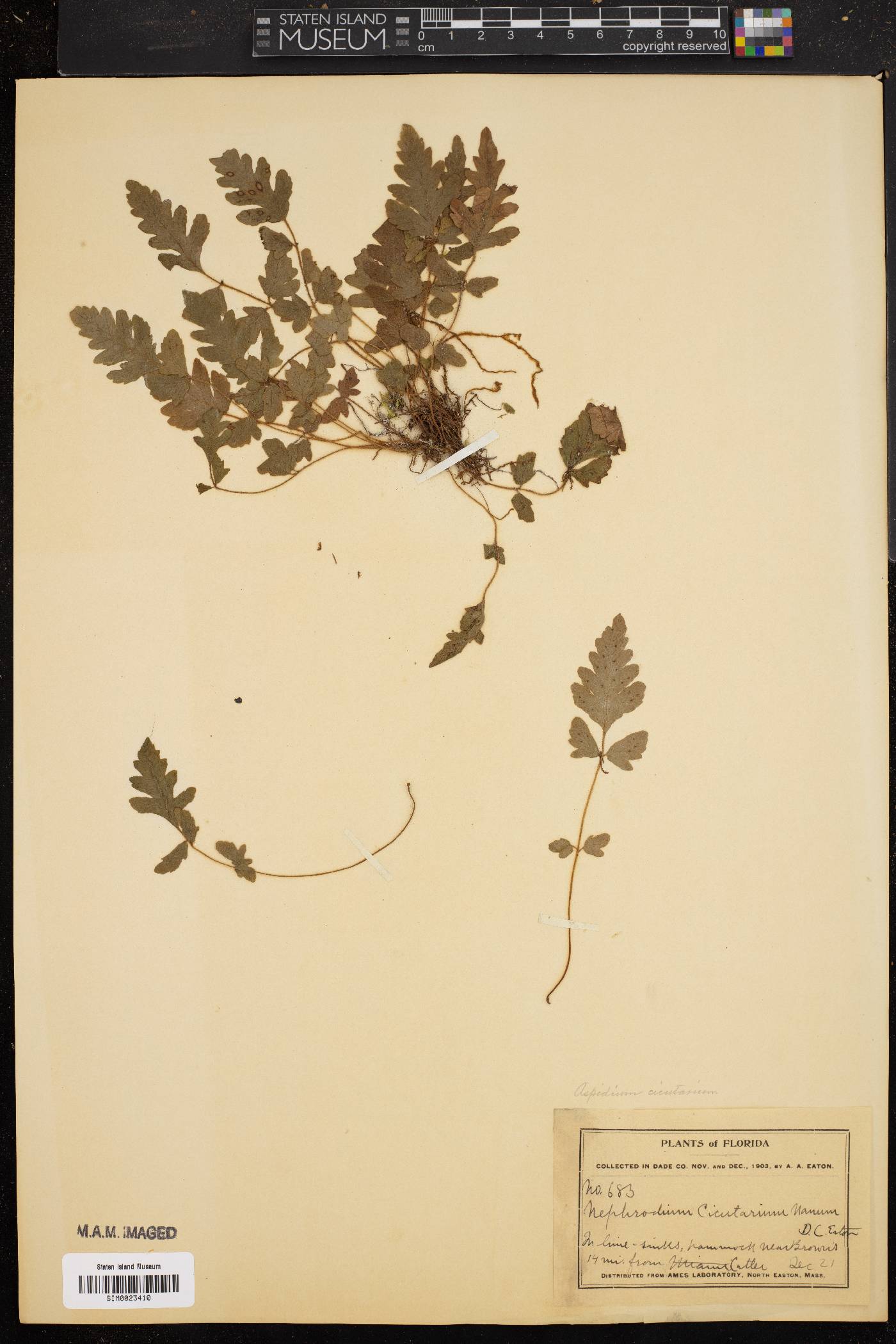 Aspidium cicutarium image