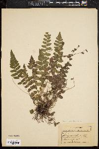 Dryopteris reptans image