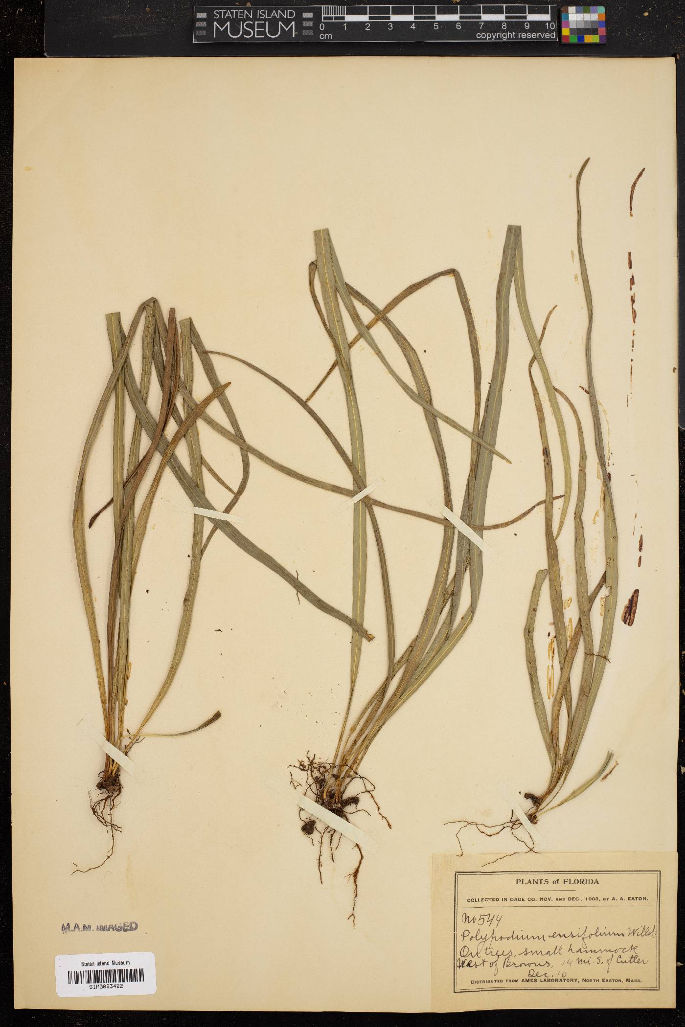Campyloneurum ensifolium image