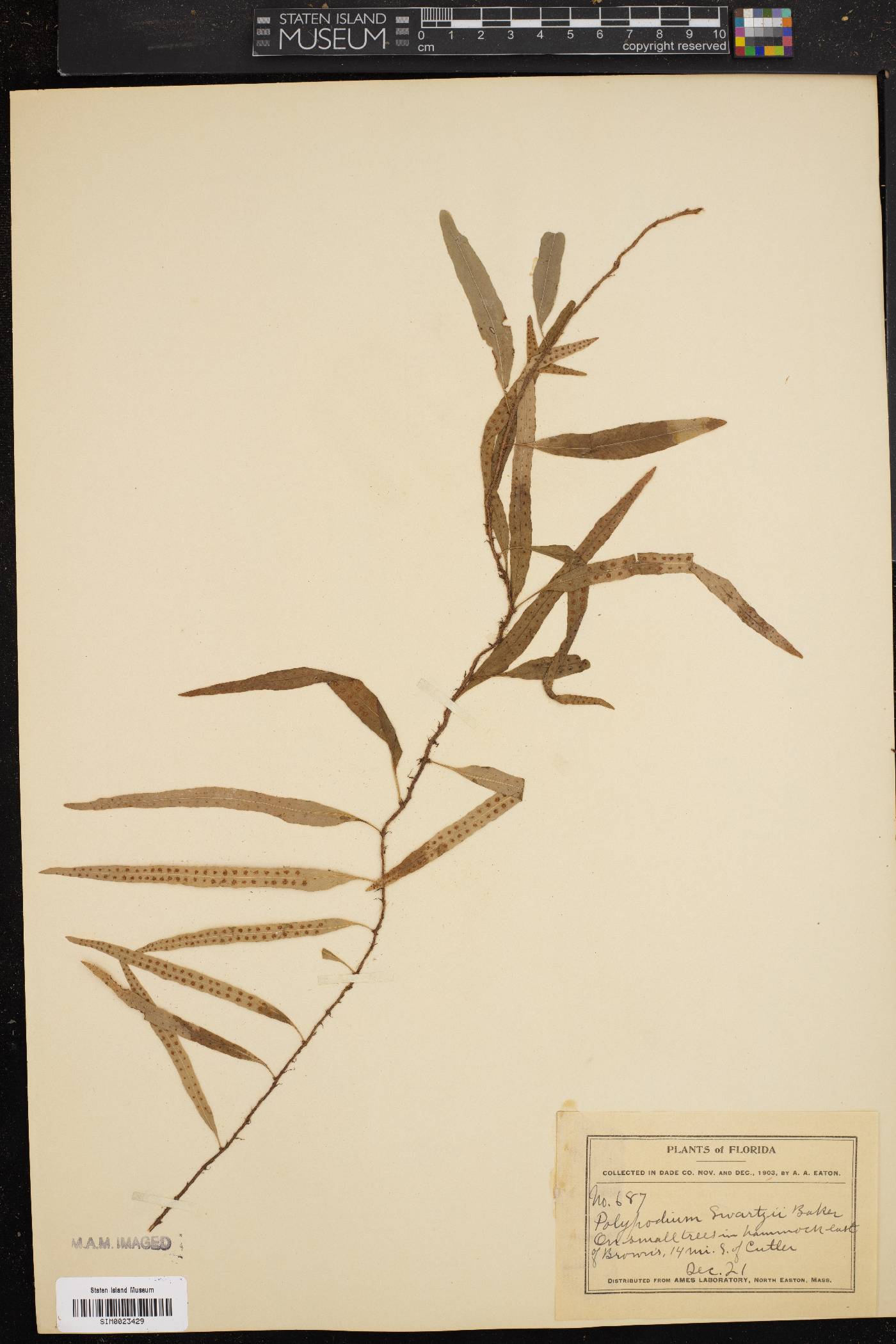 Polypodium swartzii image