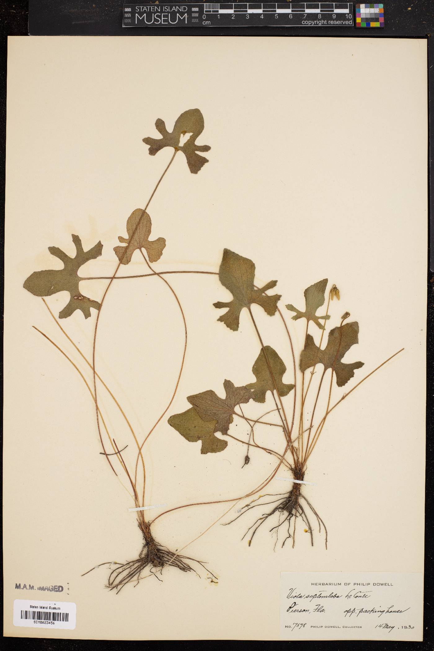 Viola septemloba image