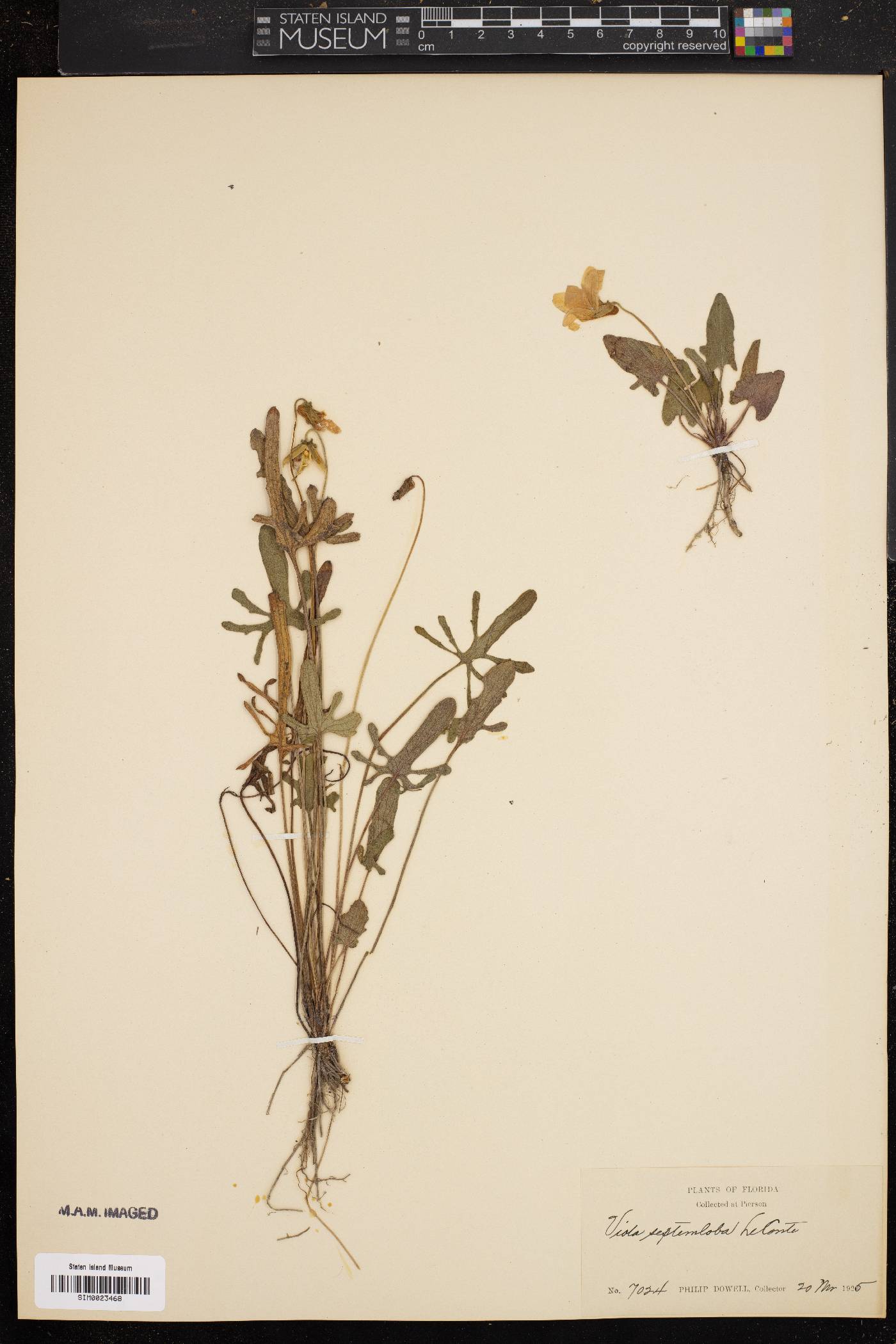 Viola septemloba image