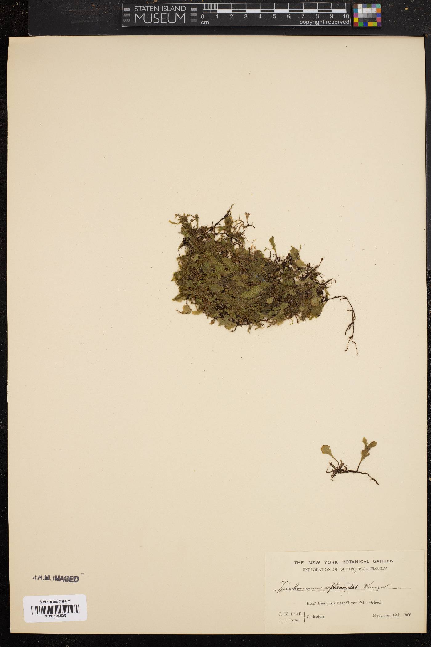 Trichomanes sphenoides image