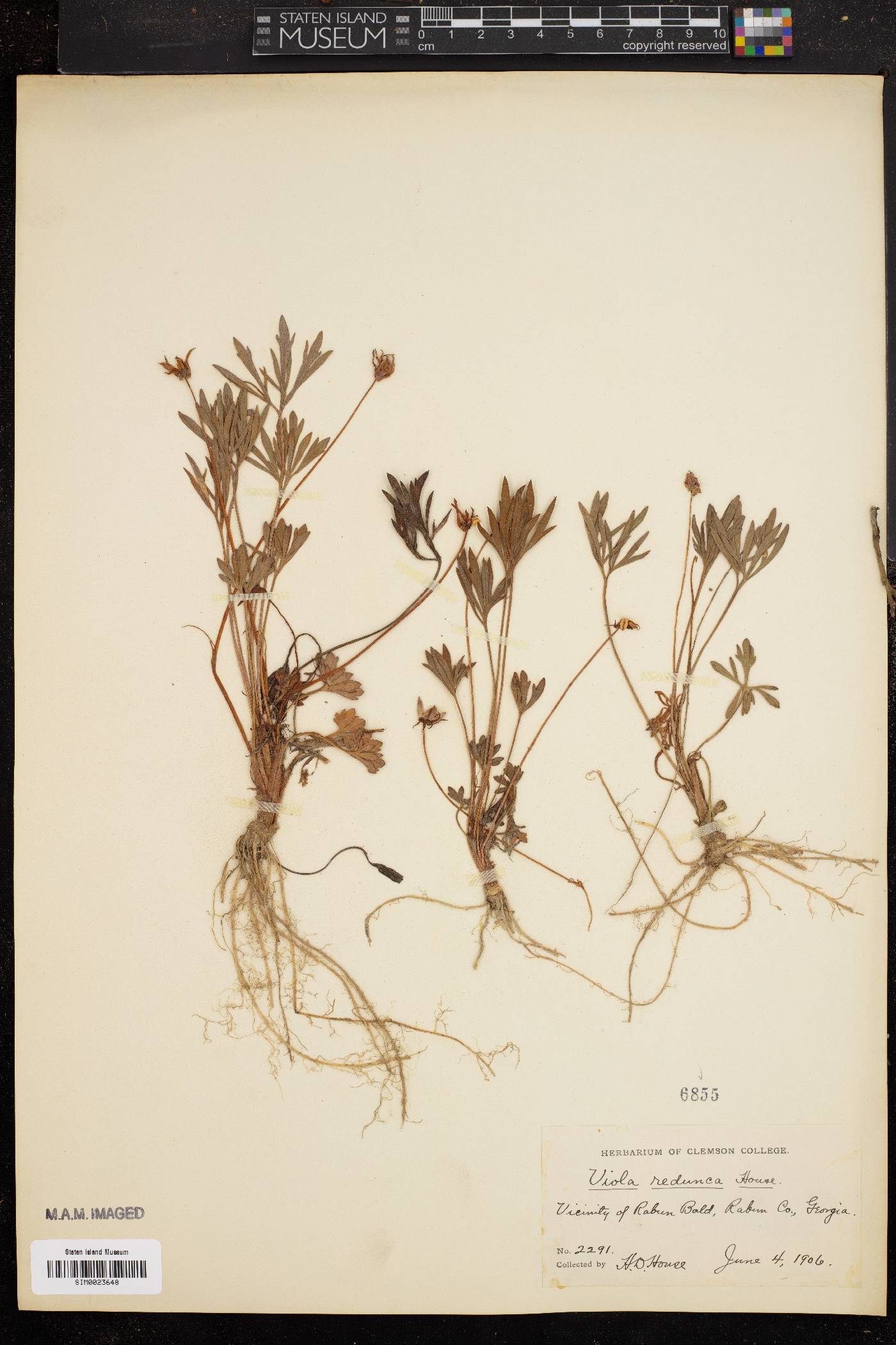 Viola redunca image