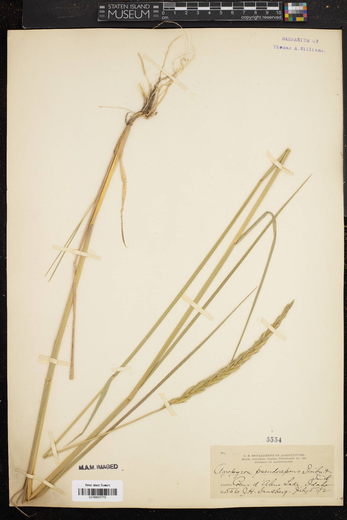 Elymus x pseudorepens image