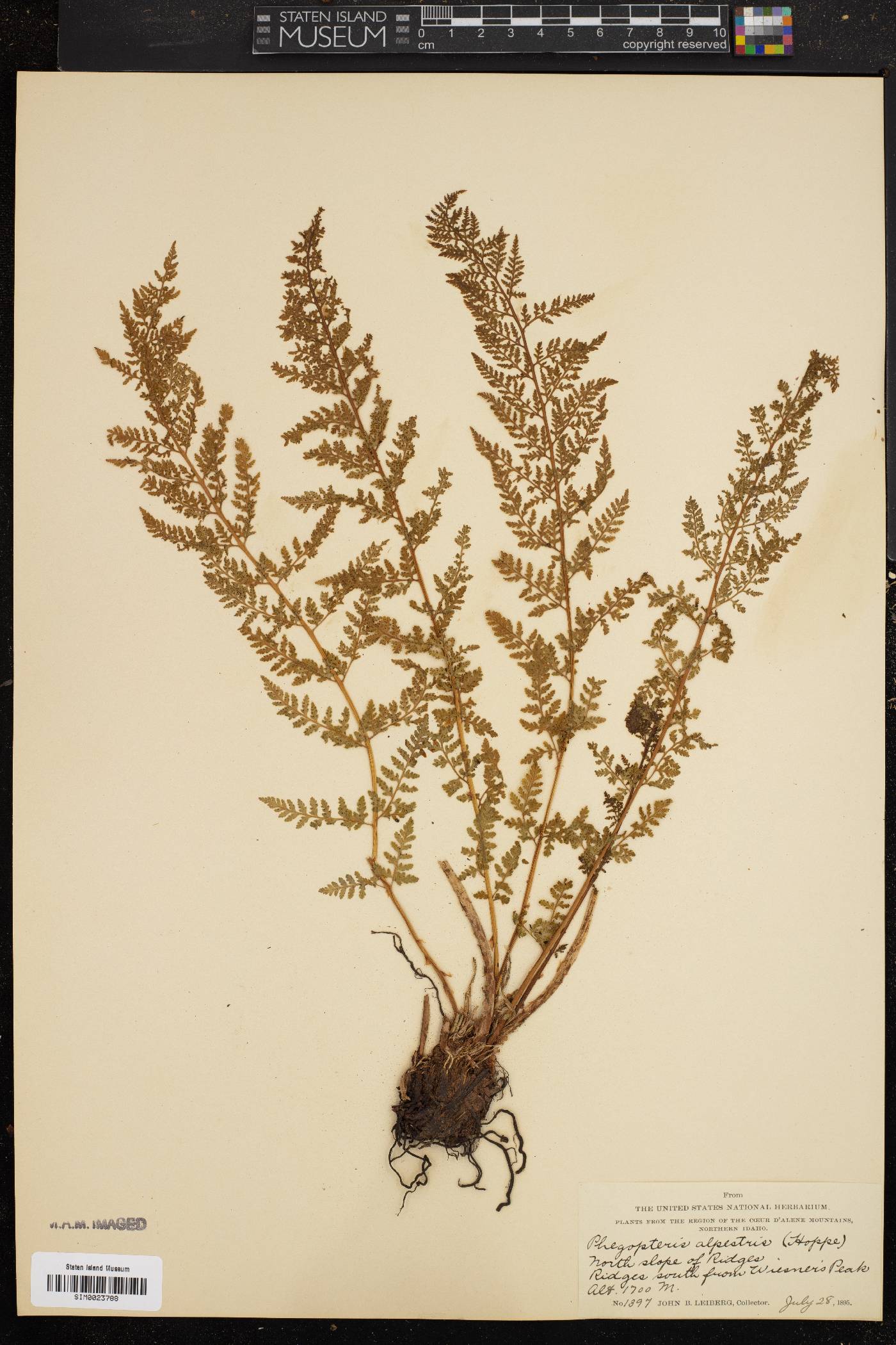 Phegopteris alpestris image