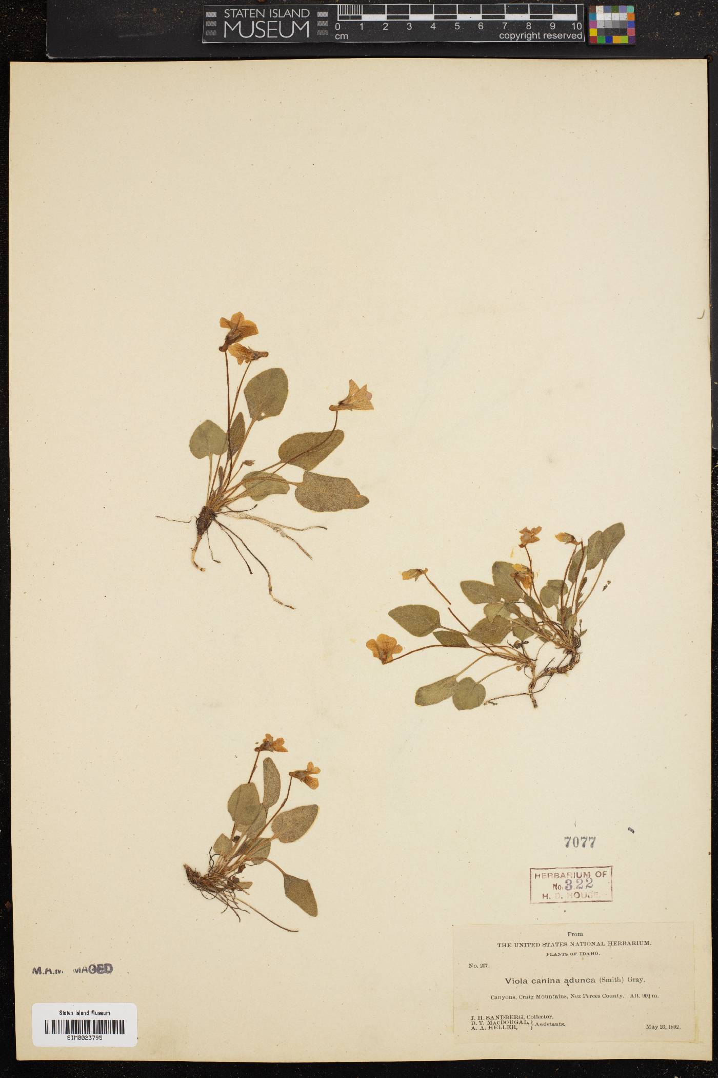 Viola canina var. adunca image
