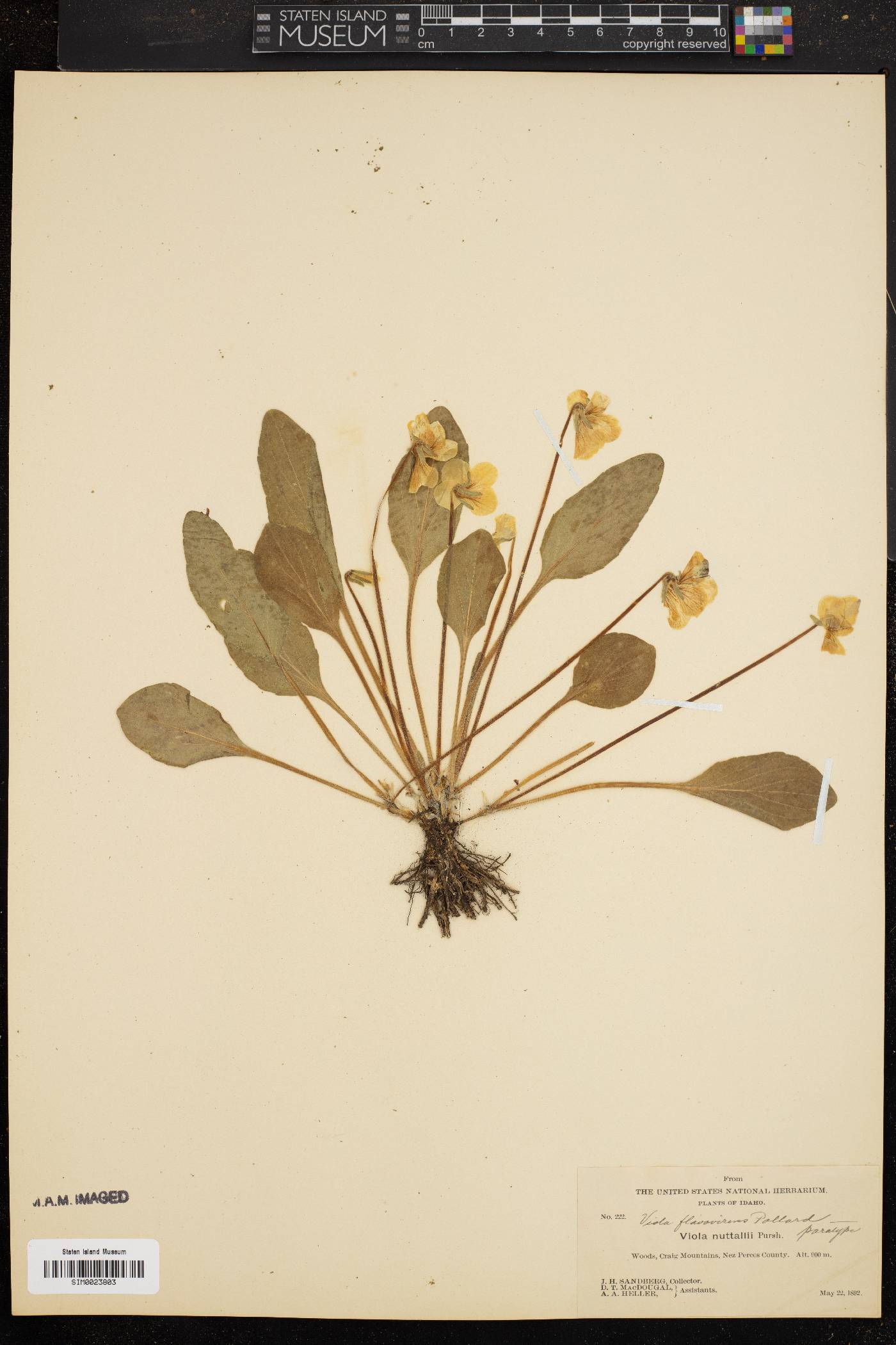 Viola praemorsa var. flavovirens image