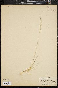 Muhlenbergia gracilis image