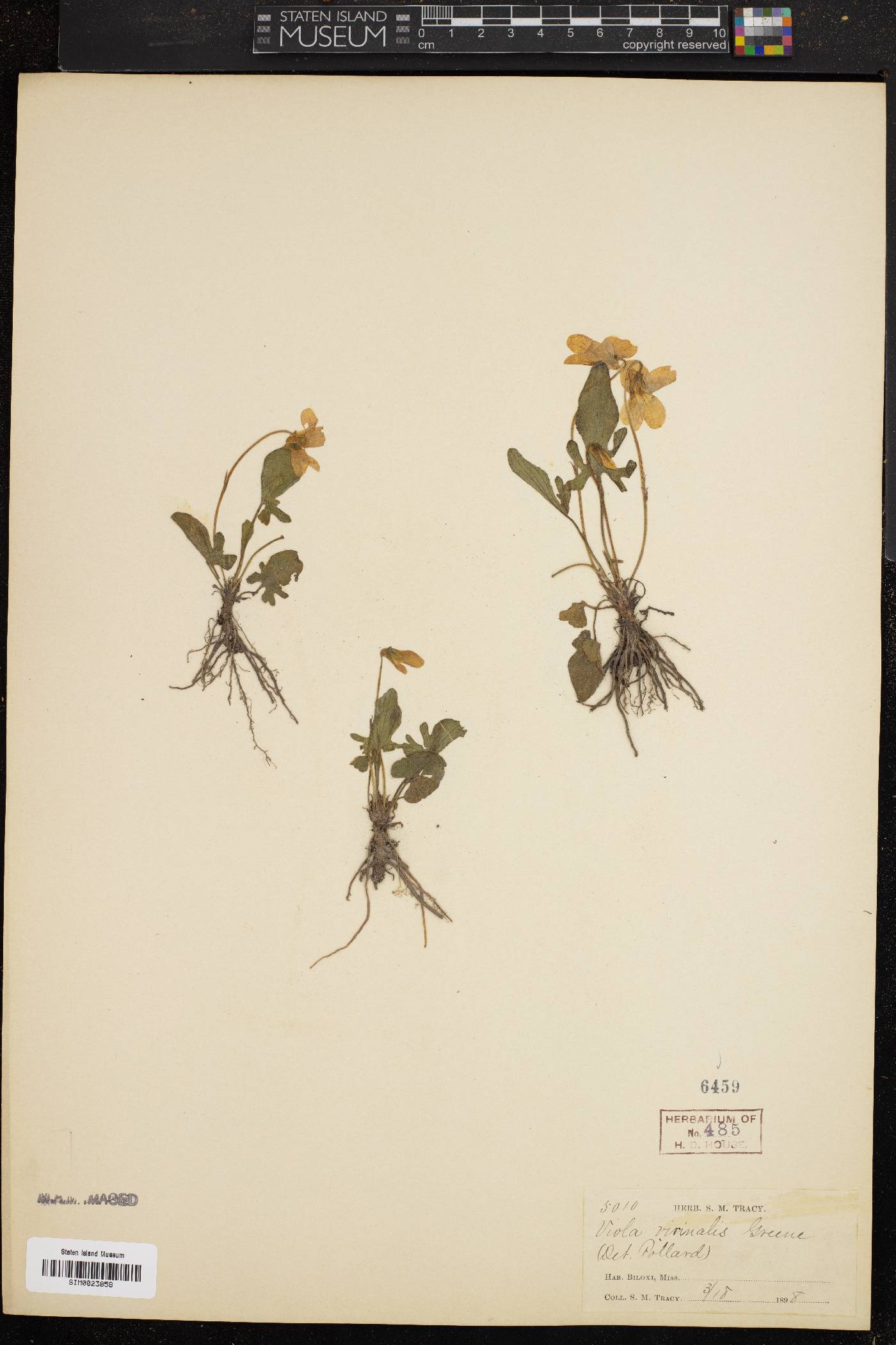 Viola vicinalis image