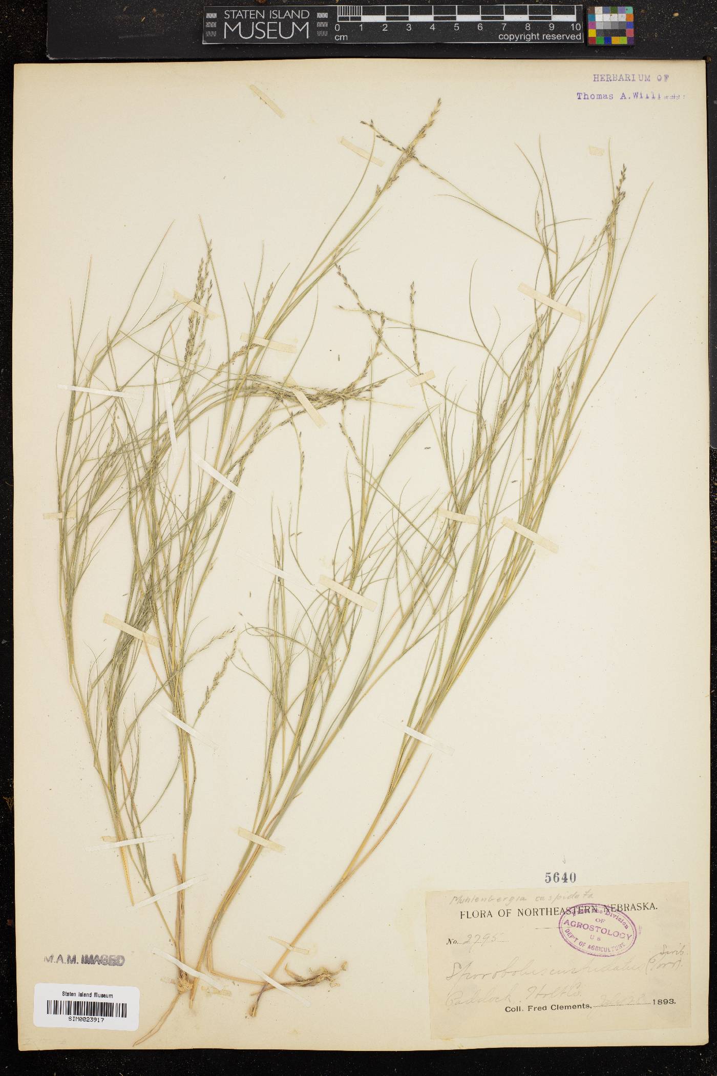 Sporobolus uniflorus image